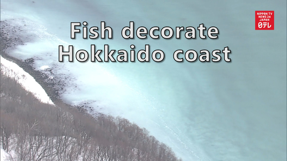 Fish decorate Hokkaido coast