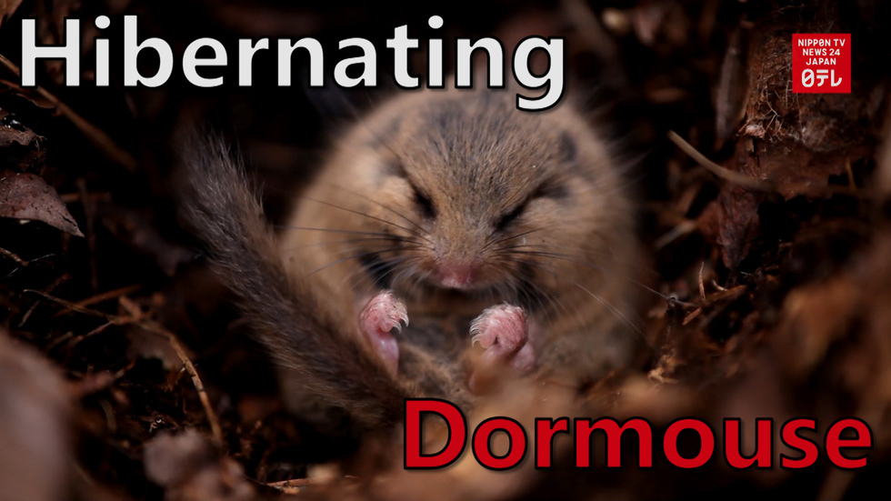 Dormouse in the house