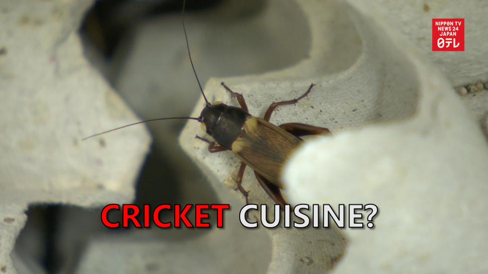 Cricket cuisine to save the world?