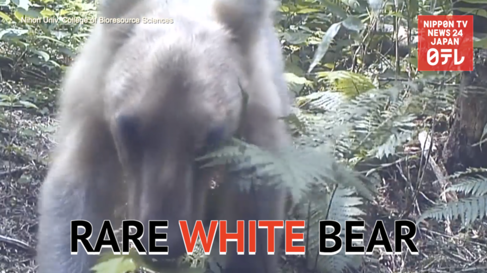 Rare white bear filmed in Hokkaido