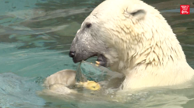 Polar bears beat heat with icy treat