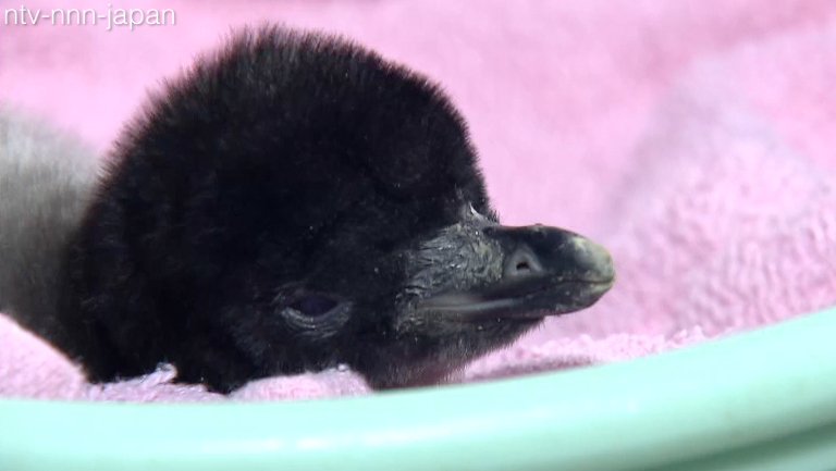 Two-day-old penguin debuts at Osaka aquarium
