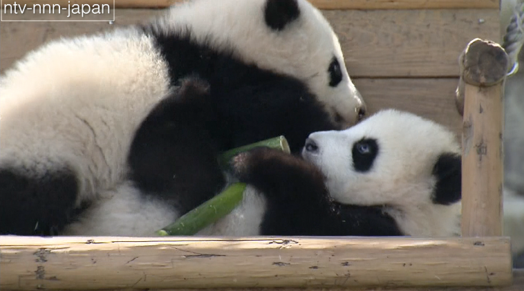 Panda twins make outdoor debut
