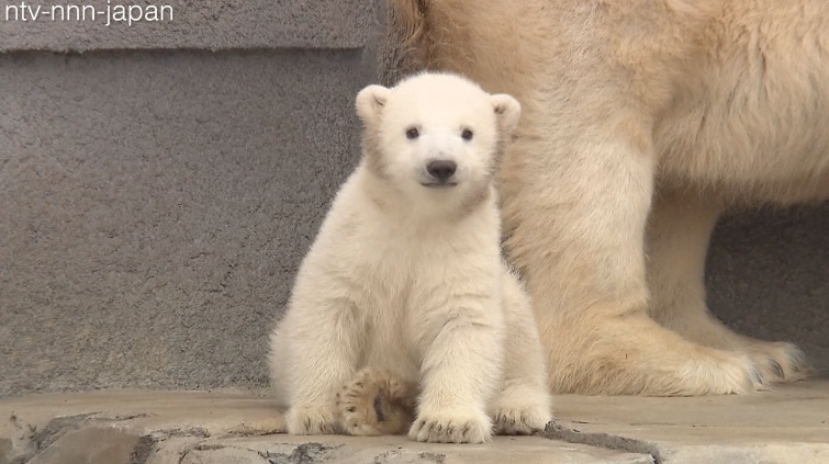 Polar bear cub preps for public debut