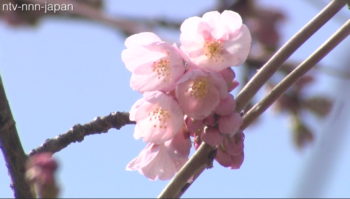 First signs of spring in Fukushima