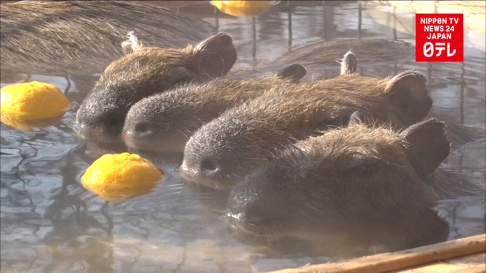 Capybaras mark solstice with yuzu bath 