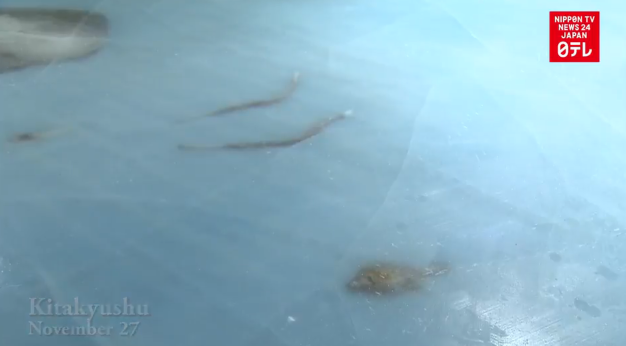 Uproar over frozen fish closes skating rink
