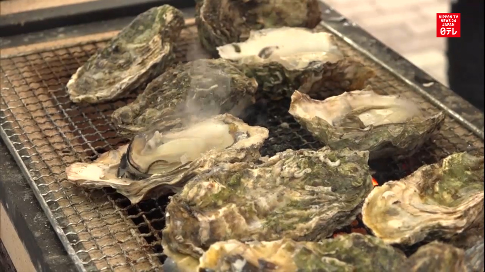 Locals celebrate Noto oyster festival