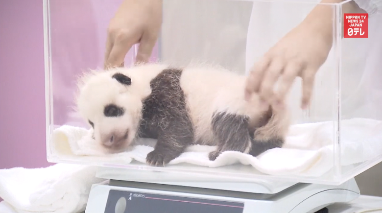 Baby panda weighed for measuring day