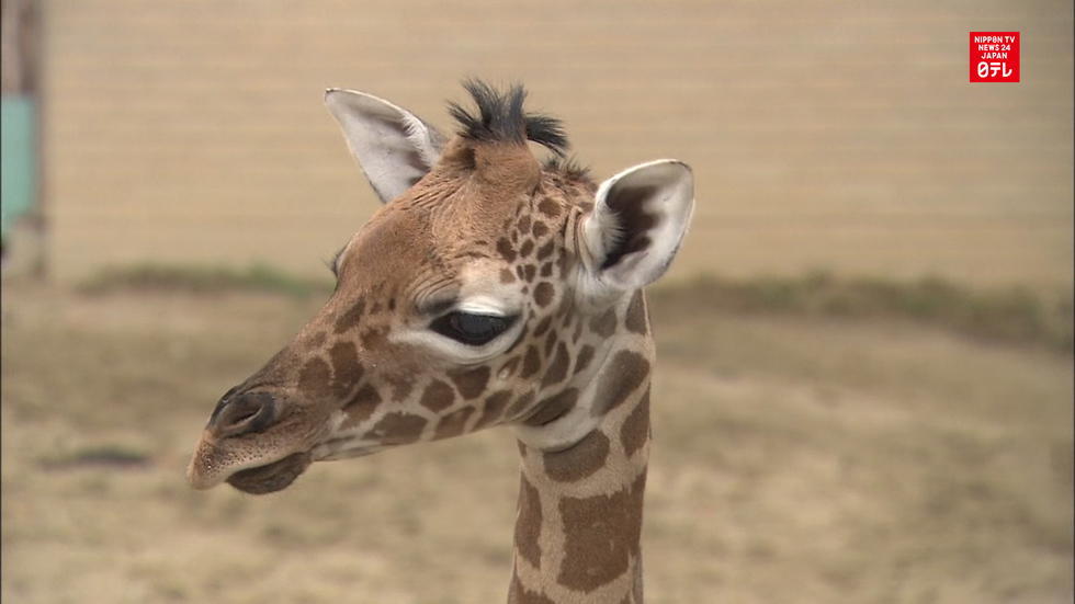 Reporters meet newborn giraffe