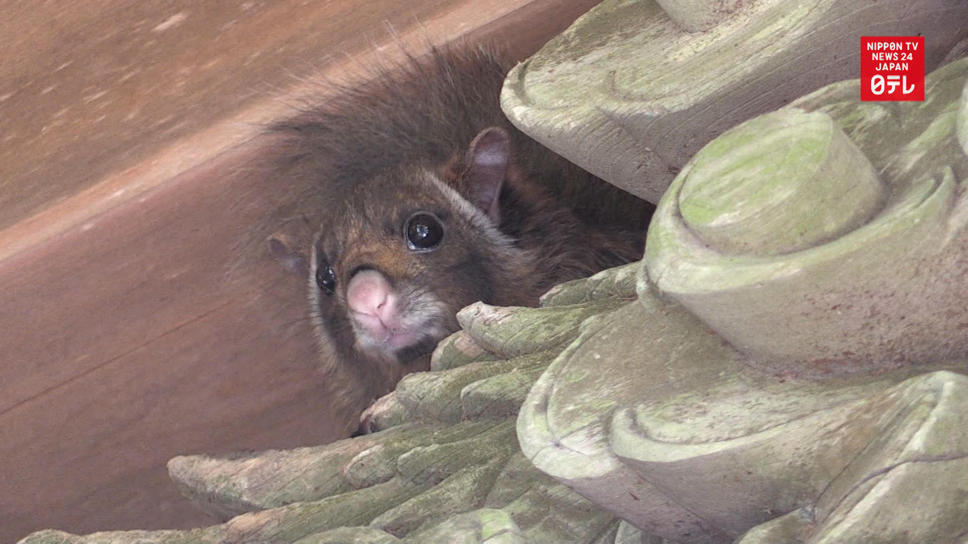 Flying squirrel nests in temple