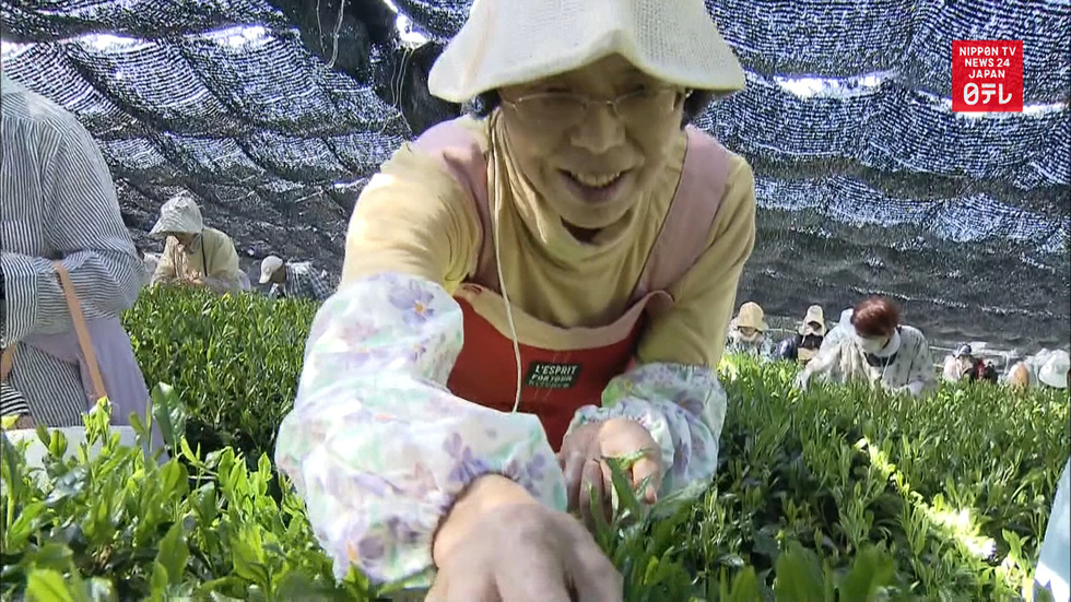 First-harvest of green tea starts in Kyoto