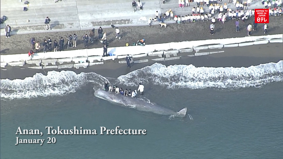Whale washes ashore in southwestern Japan