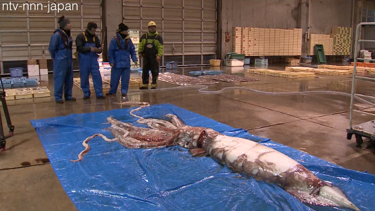 Giant squid swims into fishermen's net