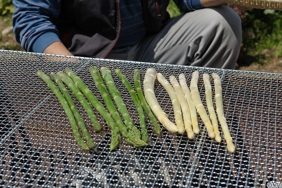 s152-130.jpgのサムネール画像