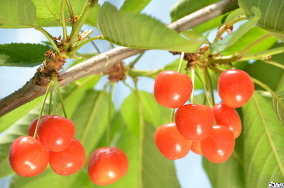 #557 東北総集編SP85.JPG