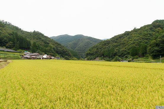 s-#374wasabi (3).jpg