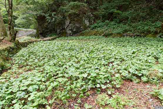 s-#374wasabi (116).jpg