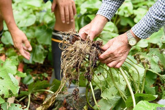 s-#374wasabi (120).jpg