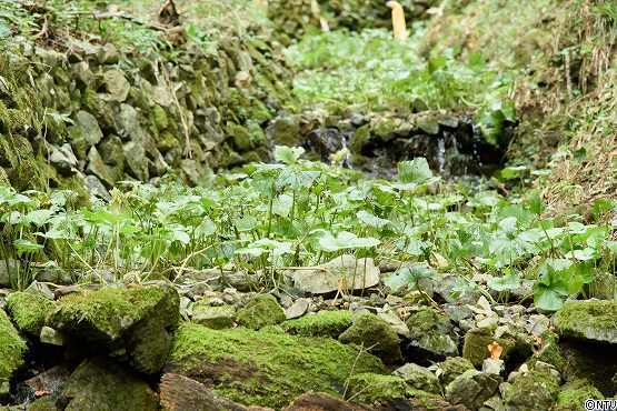 s-#374wasabi (75).jpg