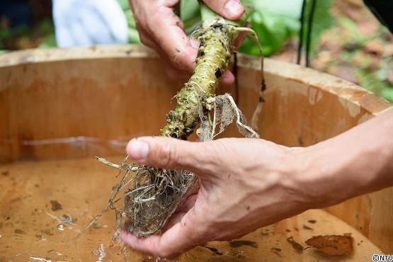 s-#374wasabi (167).jpg