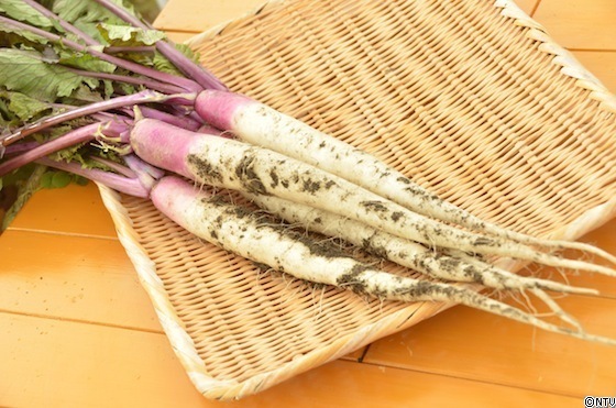 hinona のコピー.JPG