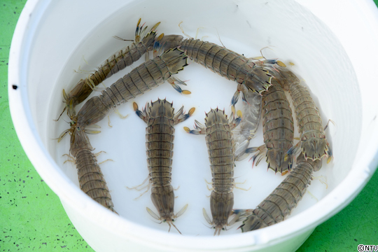 485 スミイカ 神奈川県横浜市 ロケブログ 満天 青空レストラン