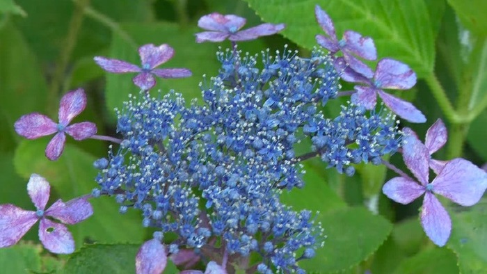 あじさいが見頃 鎌倉 長谷寺のパワースポットと名物お寺カレーとは バゲット 日本テレビ