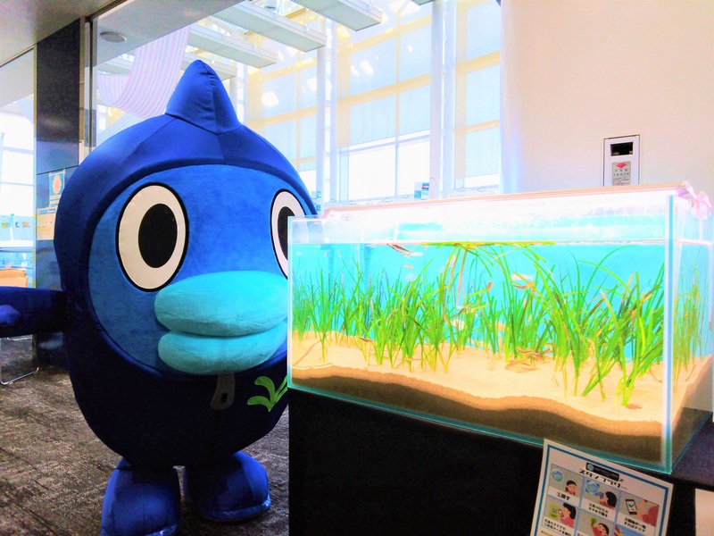 全国アマモサミット｣日本テレビ初参加｜日本列島 ブルーカーボン