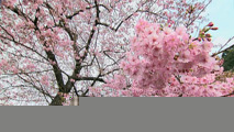 河津 桜 原木 の 苗 が 見つかっ た の は