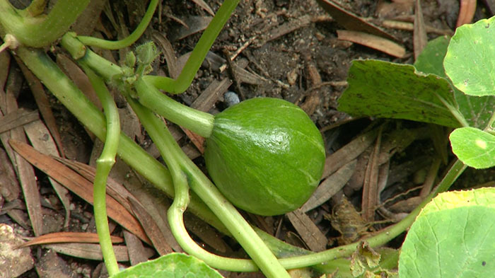 Dash島 漂着カボチャ育てられるか ザ 鉄腕 Dash 日本テレビ