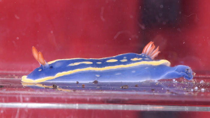 Dash海岸 冬の生き物スペシャル ザ 鉄腕 Dash 日本テレビ