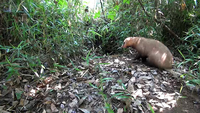 新宿dash 東京府中アナグマラブストーリーseason2 ザ 鉄腕 Dash 日本テレビ