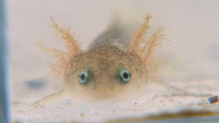 新宿dash 大都会のビルの屋上に絶滅危惧種 ホタル を呼べるか ザ 鉄腕 Dash 日本テレビ