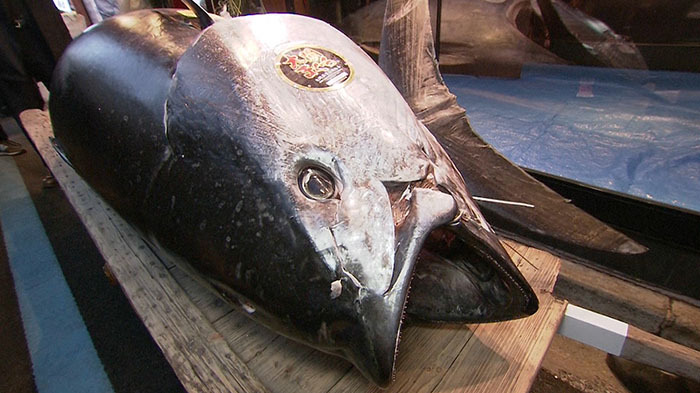 初モノ奪取 ～初マグロ～｜ザ！鉄腕！DASH!!｜日本テレビ