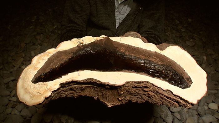 DASH島 ～サルノコシカケ茶をサルノコシカケの盃で～｜ザ！鉄腕！DASH