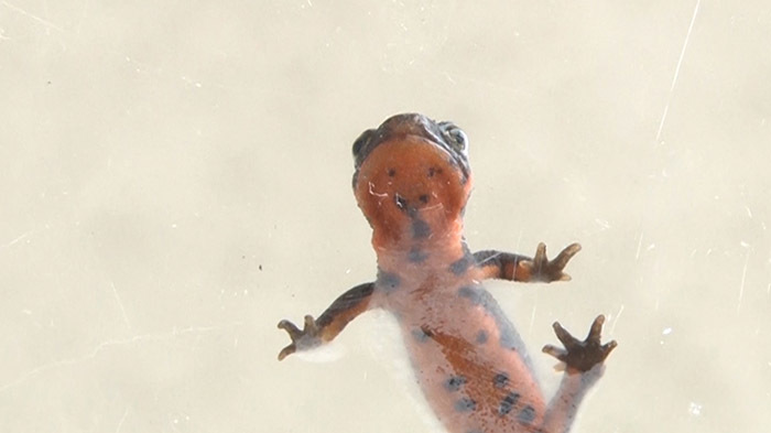 新宿dash 新宿の屋上にメダカの学校作れるか ザ 鉄腕 Dash 日本テレビ 新宿dash 新宿の屋上にメダカの学校作れるか ザ 鉄腕 Dash 日本テレビ