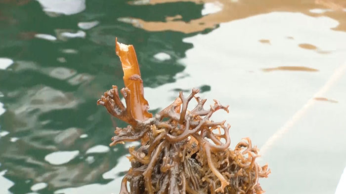 Dash海岸 真冬のdash海岸スペシャル ザ 鉄腕 Dash 日本テレビ