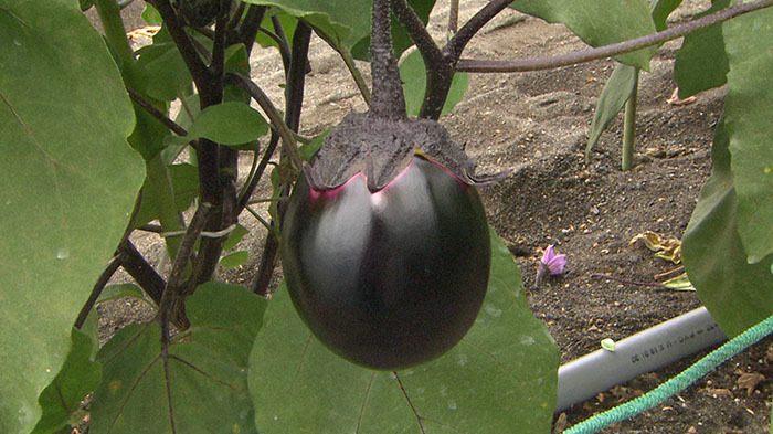 出張DASH村 ～静岡県 折戸ナス～｜ザ！鉄腕！DASH!!｜日本テレビ