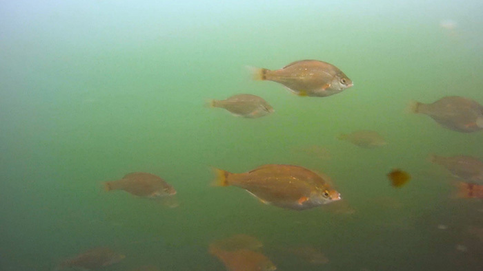 DASH海岸 ～7色の宝石と黄金の魚SP～｜ザ！鉄腕！DASH!!｜日本テレビ