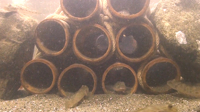 Dash海岸 城ヶ島のマコちゃん 赤ちゃん10万匹産めるかsp ザ 鉄腕 Dash 日本テレビ