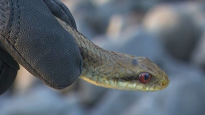 Dash島 生き物図鑑を作ろう ザ 鉄腕 Dash 日本テレビ