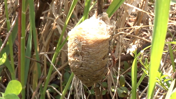 新宿dash カマキリ ザ 鉄腕 Dash 日本テレビ