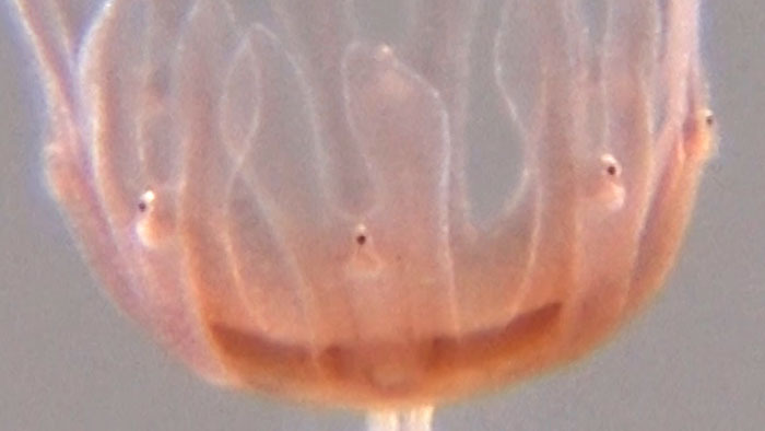 Dash海岸 クラゲ ザ 鉄腕 Dash 日本テレビ