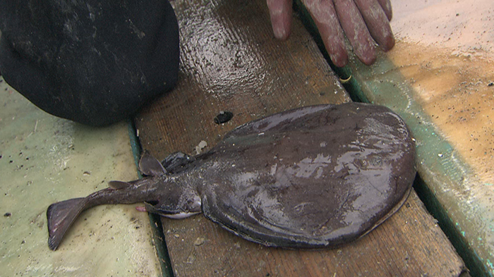 Dash海岸 Dash海岸10周年スペシャル ザ 鉄腕 Dash 日本テレビ