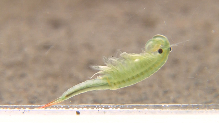 生き物 田んぼ