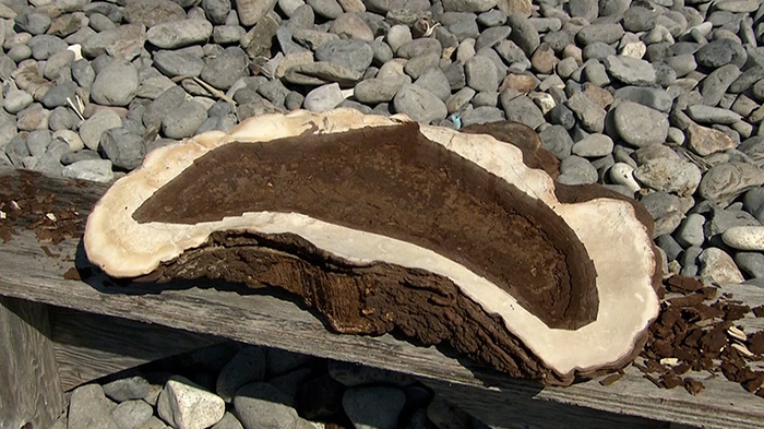 DASH島 ～サルノコシカケ茶をサルノコシカケの盃で～｜ザ！鉄腕！DASH