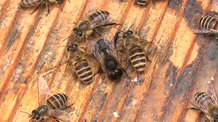 新宿DASH ～ニホンミツバチの引っ越し～｜ザ！鉄腕！DASH!!｜日本テレビ