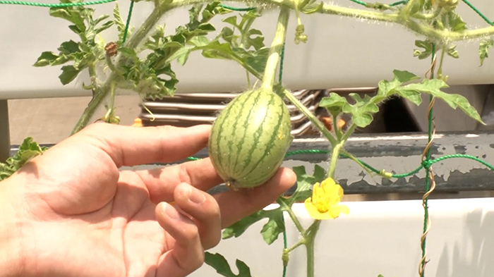 新宿dash 二宮と新宿産スイカでスイカ割り ザ 鉄腕 Dash 日本テレビ