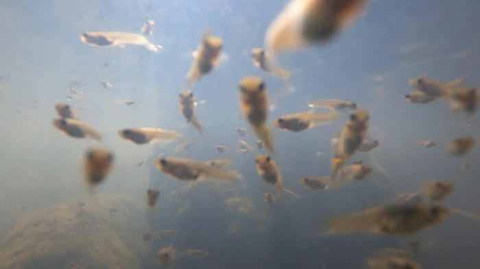 グリル厄介 ~アフリカン超特急~|ザ!鉄腕!DASH!!|日本テレビ